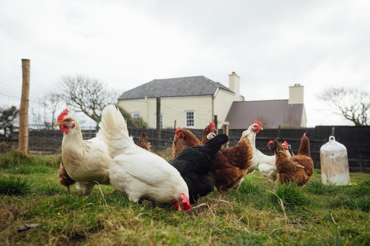 Penrhiw Farm B & B Goodwick Exterior photo